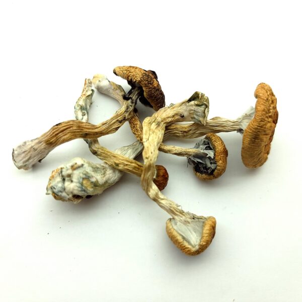 Buy Psilocybe Mexicana Online Phoenix