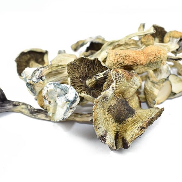 Buy Albino A+ Dried Mushroom For Sale Phoenix