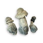 Buy Albino Penis Envy Mushrooms Online Mesa 