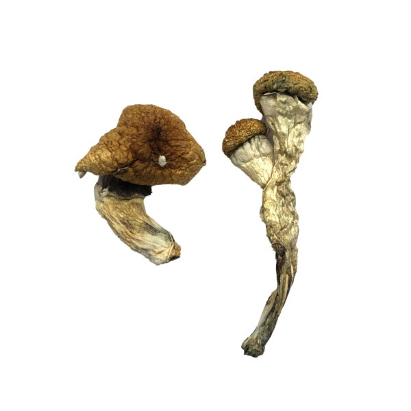 Buy Amazonian Mushroom  For Sale Arizona