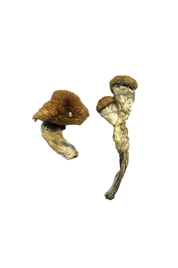 Buy Amazonian Mushroom  For Sale Arizona