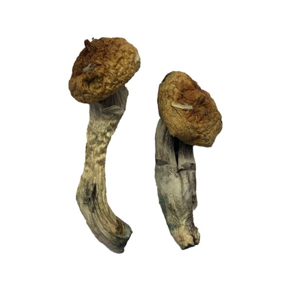 Buy Amazonian Mushroom  For Sale Arizona