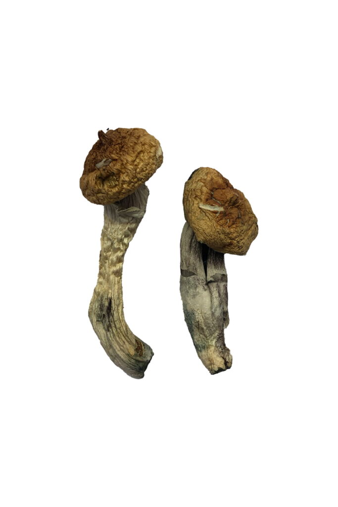 Buy Amazonian Mushroom  For Sale Arizona