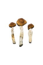 Buy Brazilian Cubensis Mushrooms Online Arizona