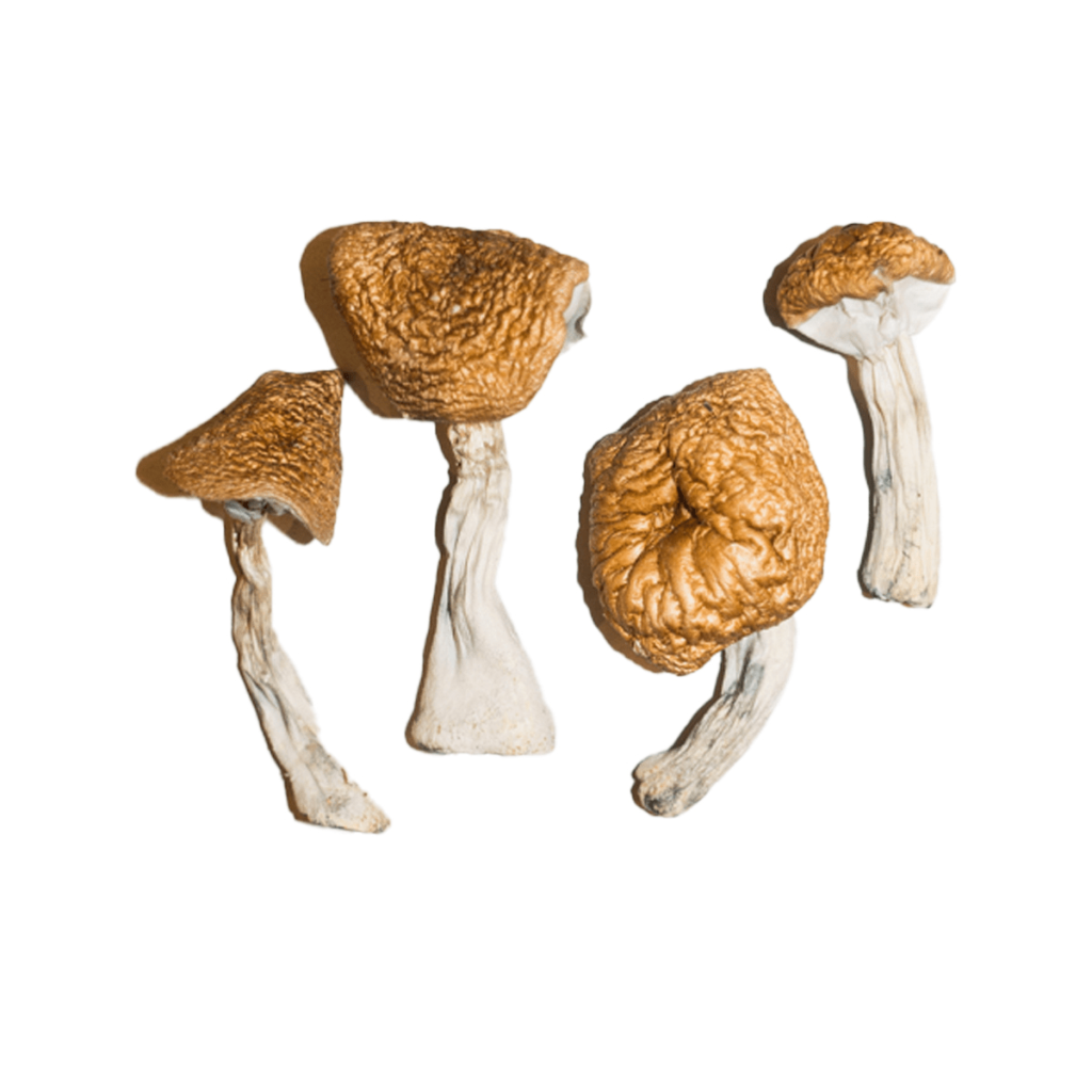 Buy Burma Mushrooms for sale Arizona