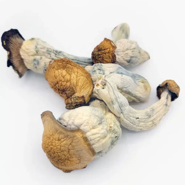 Buy Lyophilized Goldmember Magic Mushrooms Arizona 