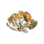 Buy Golden Teachers Mushrooms Arizona