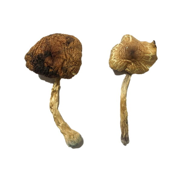 Buy Lizard King Mushroom Online Arizona