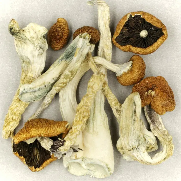 Buy Creeper Mushrooms Online Arizona.