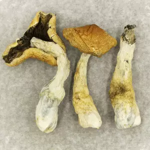 Buy British Columbia Cyanescens Mushrooms Online Mesa