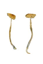 Buy Nepalese Chitwan Mushrooms Online Phoenix