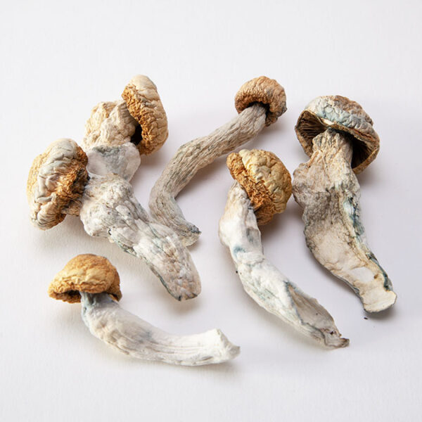 Buy Albino A+ Dried Mushroom For Sale Phoenix