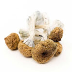 Buy Texas Yellow Caps Mushrooms Online Arizona