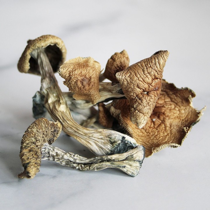 Buy Psilocybe Baeocystis Mushroom Online Arizona