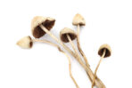 Buy Psilocybe Semilanceata Online Mesa 