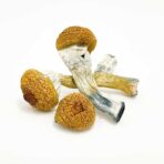 Buy Treasure Coast Mushroom Online Phoenix